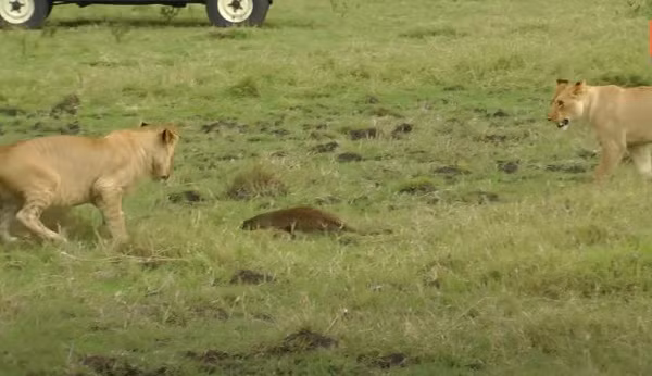 Cuối cùng, nó tẩu thoát an toàn ngay sau đó, trong khi lũ sư tử thì chỉ còn biết ngậm ngùi nhìn con mồi của mình đi xa.