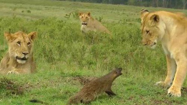 Cuộc đụng độ không ngang sức ngang tài này được nhiếp ảnh gia người Pháp Jerome Guillaumot đã tình cờ ghi lại trong chuyến tham quan công viên quốc gia Masaa Mara ở Kenya. Đây là lần đầu tiên ông được chứng kiến cảnh tượng tuyệt vời đến vậy trong 20 năm khám phá châu Phi.