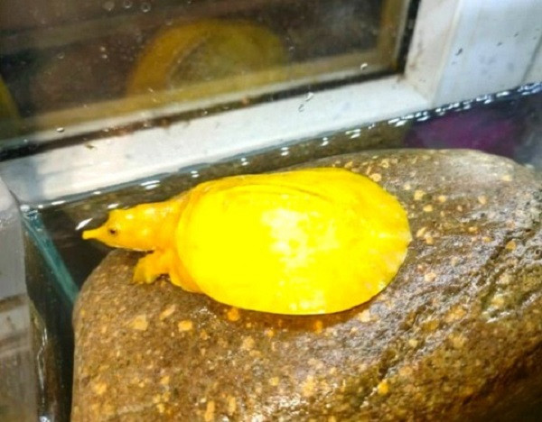 Con ba ba màu vàng có chiều dài khoảng 10 cm, rộng 6 cm và nặng khoảng 100 g.