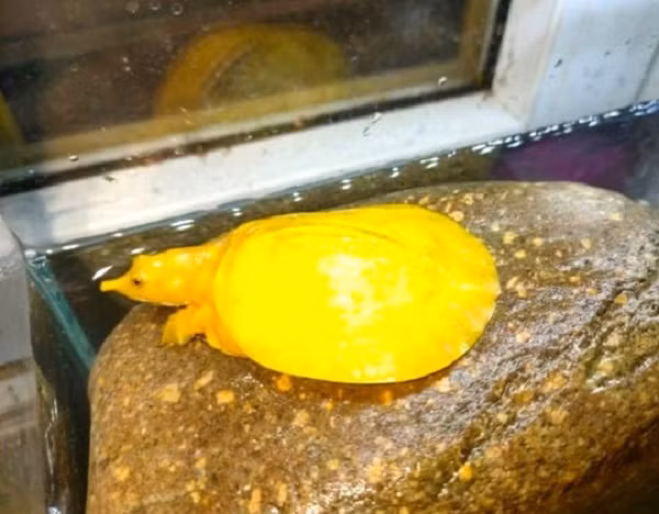 Con ba ba màu vàng có chiều dài khoảng 10 cm, rộng 6 cm và nặng khoảng 100 g.