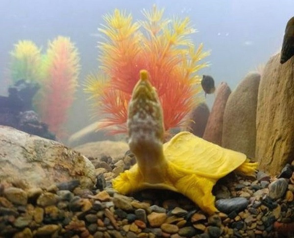 Ngoài màu vàng óng nổi bật, con ba ba này còn có nhiều chấm nhỏ (như da báo) phía dưới cổ khá lạ.