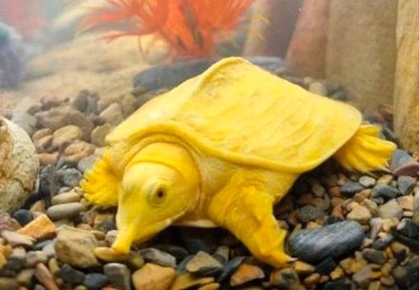 Ngày 2/4, anh Phạm Văn Hải (ngụ khu 6, thị trấn Sơn Lư, huyện Quan Sơn, tỉnh Thanh Hóa) cho biết đang sở hữu một con vật có hình thù giống ba ba màu vàng óng rất lạ.