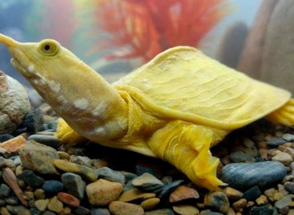 Anh Hải cho biết: "Từ nhỏ tới giờ tôi chưa từng thấy một con ba ba nào có ngoại hình kỳ lạ đến vậy.".