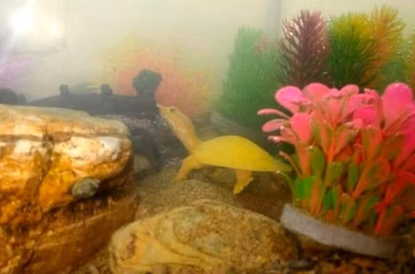 Con ba ba độc đáo hiện có sức khỏe tốt, được thả vào trong bể cá cảnh. Chủ nhân chăm sóc, trang bị sục oxy và cho ăn hàng ngày.