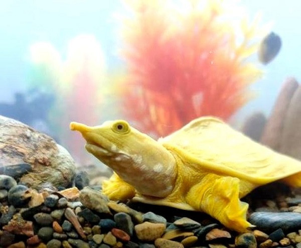 Cách đó ít ngày, anh Hải nhận được thông tin một người dân ở xã Sơn Điện, huyện Quan Sơn, bắt được một vật có vẻ ngoài lạ tại con suối thuộc bản Hiềng, xã Na Mèo, huyện Quan Sơn. Anh cho biết thấy giống con ba ba nhưng toàn thân vàng óng độc đáo nên tìm đến xin mua lại.