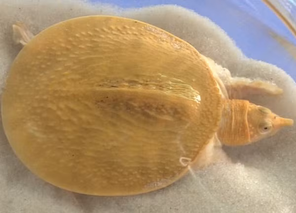 Trước đó, tại Vĩnh Long cũng từng có trường hợp người dân bắt được cặp ba ba có màu vàng kỳ lạ. Trong đó, con đực nặng 160 gram, con cái 100 gram.