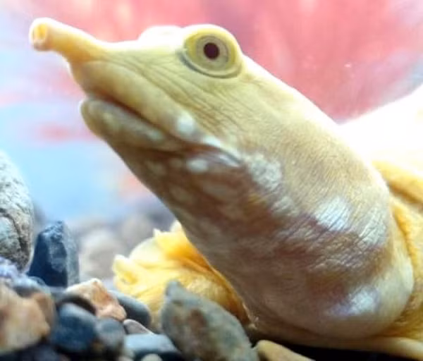 Anh có chụp ảnh đăng tải trên mạng xã hội để tìm hiểu thêm về loài ba ba này. Sau đó, không ít người ngỏ ý muốn mua lại với giá cao, hoặc tới tận nhà anh để chứng kiến tận mắt con ba ba màu vàng.