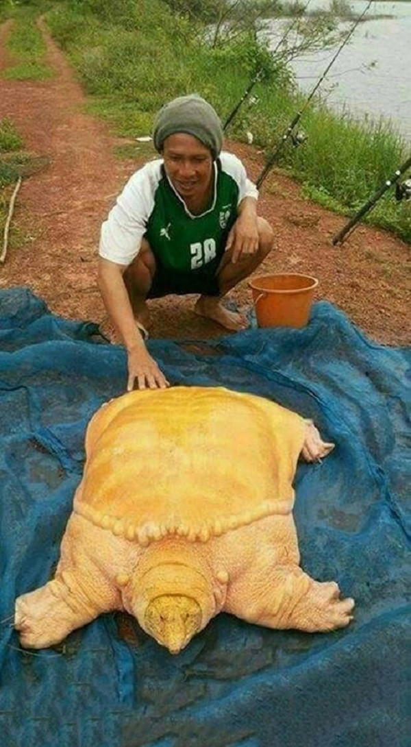 Các chuyên gia sinh vật cảnh cho rằng những con ba ba có màu sắc vàng khác thường này bị đột biến, giống như các loài khác như lươn, trăn, cá... Đây là loài quý hiếm sống ở các kênh rạch, sông, suối, ao hồ và vùng ngập nước, kể cả ruộng lúa nước.