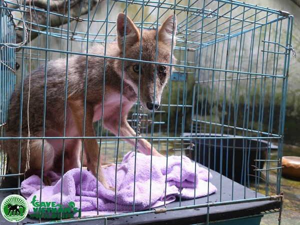 Nhóm Bác sĩ thú y và cán bộ chăm sóc cho biết, tình trạng sức khỏe của 2 cá thể chó, sói sau khi tiếp nhận không tốt. Chó rừng được người dân cho ăn cháo thịt hoặc gạo nấu, cơ thể gầy, có vết thương ở mắt trái, tình trạng căng thẳng, run rẩy, mất bản năng phòng vệ hoang dã, có biểu hiện gần con người.