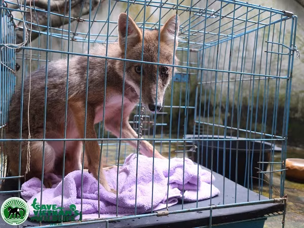 Nhóm Bác sĩ thú y và cán bộ chăm sóc cho biết, tình trạng sức khỏe của 2 cá thể chó, sói sau khi tiếp nhận không tốt. Chó rừng được người dân cho ăn cháo thịt hoặc gạo nấu, cơ thể gầy, có vết thương ở mắt trái, tình trạng căng thẳng, run rẩy, mất bản năng phòng vệ hoang dã, có biểu hiện gần con người.