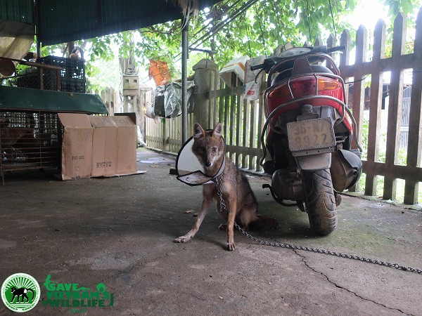 Hai loài động vật thuộc danh mục động vật rừng nguy cấp, quý, hiếm được người dân tại Nghệ An và Sơn La tự nguyện giao nộp. Theo đại diện Trung tâm Bảo tồn động vật hoang dã tại Việt Nam (SVW) thì các nghiên cứu bằng bẫy ảnh hoặc quan sát trong rừng ở Việt Nam rất ít khi chụp được hoặc bắt gặp hai loài chó, soi hoang dã trên.