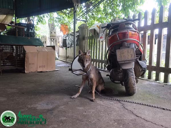 Hai loài động vật thuộc danh mục động vật rừng nguy cấp, quý, hiếm được người dân tại Nghệ An và Sơn La tự nguyện giao nộp. Theo đại diện Trung tâm Bảo tồn động vật hoang dã tại Việt Nam (SVW) thì các nghiên cứu bằng bẫy ảnh hoặc quan sát trong rừng ở Việt Nam rất ít khi chụp được hoặc bắt gặp hai loài chó, soi hoang dã trên.