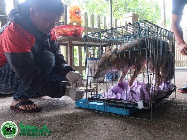 Hiện tại, hai cá thể động vật hoang dã quý hiếm đã được đưa về Trung tâm cứu hộ bảo tồn và phát triển sinh vật Vườn quốc gia Cúc Phương để điều trị thú y và chăm sóc.