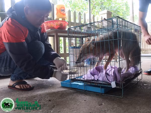 Hiện tại, hai cá thể động vật hoang dã quý hiếm đã được đưa về Trung tâm cứu hộ bảo tồn và phát triển sinh vật Vườn quốc gia Cúc Phương để điều trị thú y và chăm sóc.