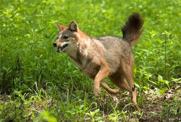 Chúng có tập tính Sống đơn hay sống đôi, khá bạo dạn, chúng có thể sống gần con người để kiếm ăn. Thức ăn của chúng là thú nhỏ, chim, bò sát, ếch nhái.