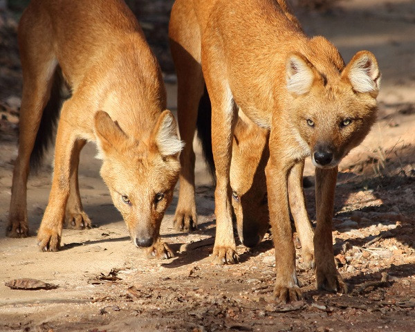 Loài sói này có thể gây ảnh hưởng đến đời sống của người dân, vì đã từng có tình trạng ăn thịt gia súc chăn nuôi. Bởi vậy càn có chính sách bảo vệ hợp lý.