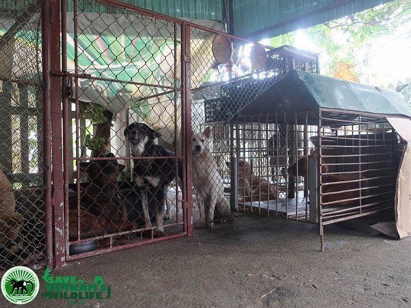 Tại hộ gia đình của người tự giao nộp còn có khoảng 10 cá thể chó nhà đã được giải cứu từ các lò giết mổ và đang tìm chủ nhân mới cho chúng.