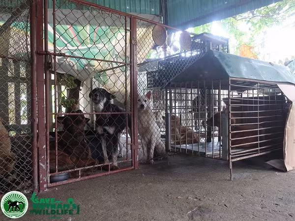 Tại hộ gia đình của người tự giao nộp còn có khoảng 10 cá thể chó nhà đã được giải cứu từ các lò giết mổ và đang tìm chủ nhân mới cho chúng.