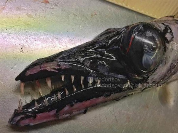 Sinh vật quái dị như bò lên từ địa ngục.