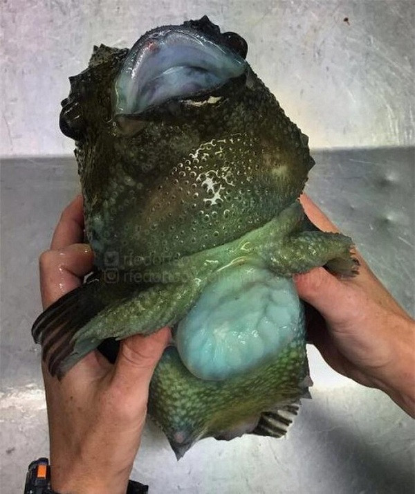 Một sinh vật có vảy khác.