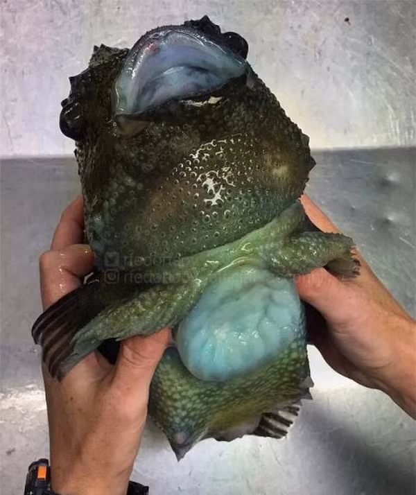 Một sinh vật có vảy khác.