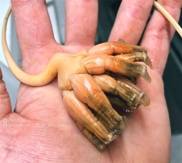 Trái lại, những cư dân mạng khác lại rất thích thú với mỗi bài đăng của anh chàng đam mê sưu tập cá ''ngoài hành tinh'' dưới đại dương.