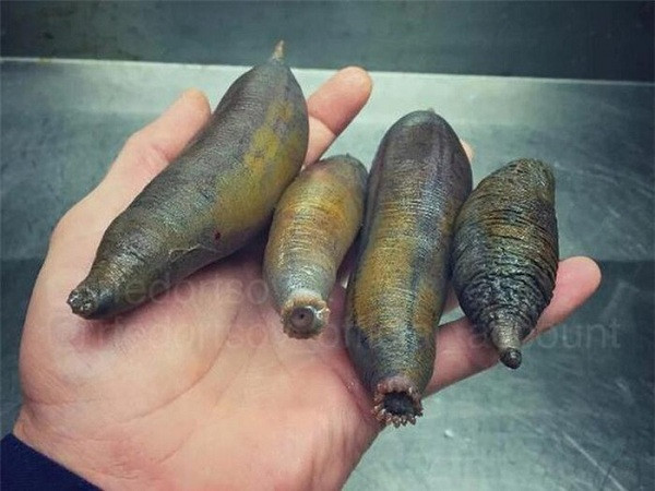 Nhưng có đôi khi Roman cũng đánh bắt được những sinh vật hình thù lạ lẫm và hài hước thế này.