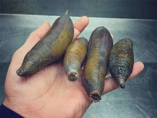 Nhưng có đôi khi Roman cũng đánh bắt được những sinh vật hình thù lạ lẫm và hài hước thế này.