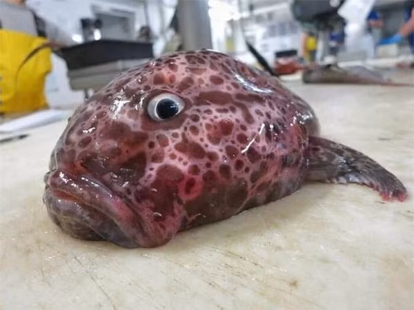 Đa phần anh tìm thấy những sinh vật kỳ dị này ở vùng biển Na Uy và Barents, đôi khi cả Đại Tây Dương.