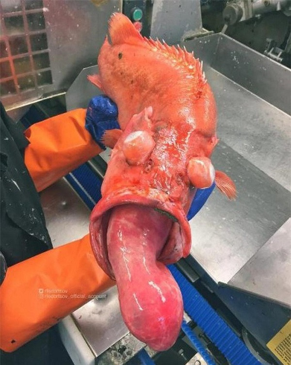 Đài TomoNews ở Mỹ cho biết, nhiều loài cá xuất hiện trong lưới của Roman theo cách hết sức tình cờ, tức là chúng chỉ vô tình bị cuốn vào khi bơi xen lẫn với đàn cá khác.