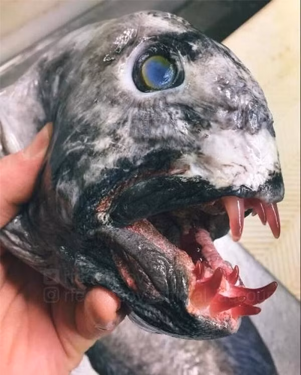 Roman Fedortsov là cư dân ở Murmansk (Nga), làm việc cho một tàu đánh cá trong vùng với nhiệm vụ đánh bắt các loài cá biển như cá tuyết và cá thu. Đặc thù công việc khiến anh thường xuyên thu về một số lượng đáng kể các sinh vật có ngoại hình dữ tợn dưới biển sâu.