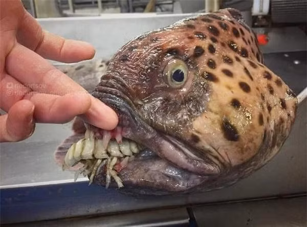 Những người yếu tim hằn sẽ mất ngủ khi chứng kiến bức ảnh này.