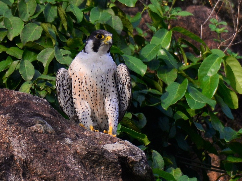 Chim cắt lớn còn sở hữu một vách ở hốc mũi để làm chậm tốc độ dòng khí đi vào phổi. Ảnh: tiplingprints.