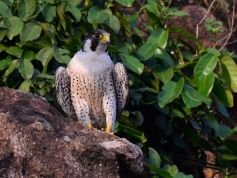 Chim cắt lớn còn sở hữu một vách ở hốc mũi để làm chậm tốc độ dòng khí đi vào phổi. Ảnh: tiplingprints.