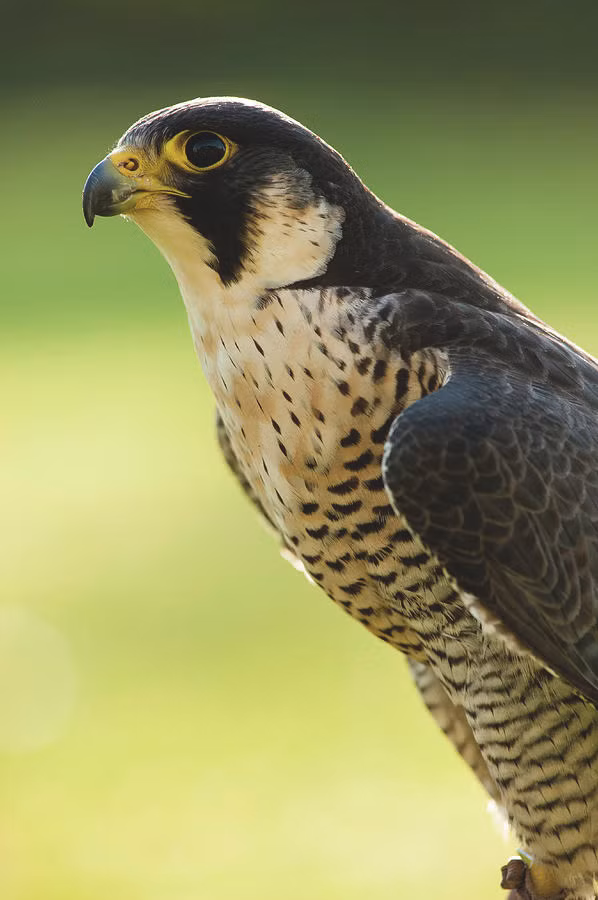 Thậm chí, mi mắt thứ 3 này có khả năng nhìn xuyên thấu nên nó vẫn có thể quan sát trong khi mi mắt này đóng lại. Ảnh: fineartamerica.