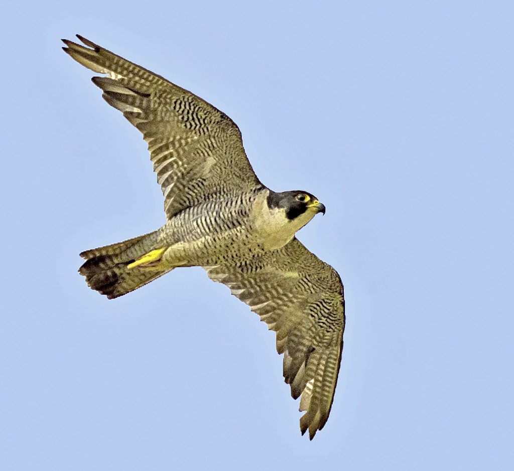 Chim cắt lớn là một loài chim chung thủy. Chim trống và chim mái sẽ bắt cặp rồi sống với nhau trọn đời, trong một tổ được làm trong hốc ở mép vách đá. Ảnh: staticflickr.