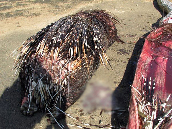 Con nhím còn nguyên vẹn sau khi lấy ra từ bụng trăn, nặng 14kg. Một nghiên cứu trên Phyllomedusa Journal of Herpetology năm 2003 khẳng định rằng, lông nhím có thể xuyên qua cơ thể một con rắn đang đói ngấu.