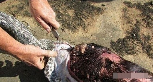 Sau khi bị nuốt, những cái gai cứng, nhọn trên lưng nhím đã tiết ra chất độc và chọc thủng dạ dày trăn.