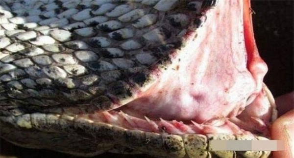 Hóa ra con trăn đã ăn một con nhím lớn. Theo xác định thì thời gian con trăn khổng lồ nuốt chửng nhím cách đây chưa lâu và chưa kịp tiêu hóa thì đã chết đầy đau đớn.