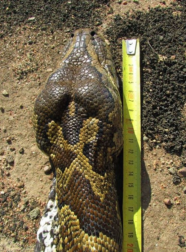 Con vật này thuộc loài trăn đá châu Phi, khi trưởng thành thường có chiều dài vượt hơn 5 mét, và con dài nhất có thể đạt tới 7,5 mét.