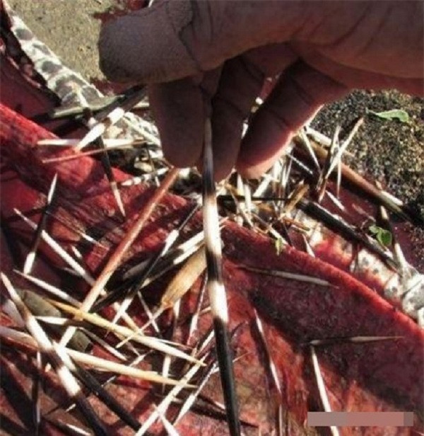 Cận cảnh gai nhím cực độc.