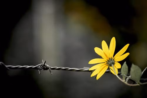 Hiện nay, dây thép gai được sử dụng vô cùng phổ biến, đặc biệt ở các nông trại rộng lớn. Dây thép gai được phát minh vào năm 1874 và nó không có nhiều sự thay đổi cho đến tận ngày nay.