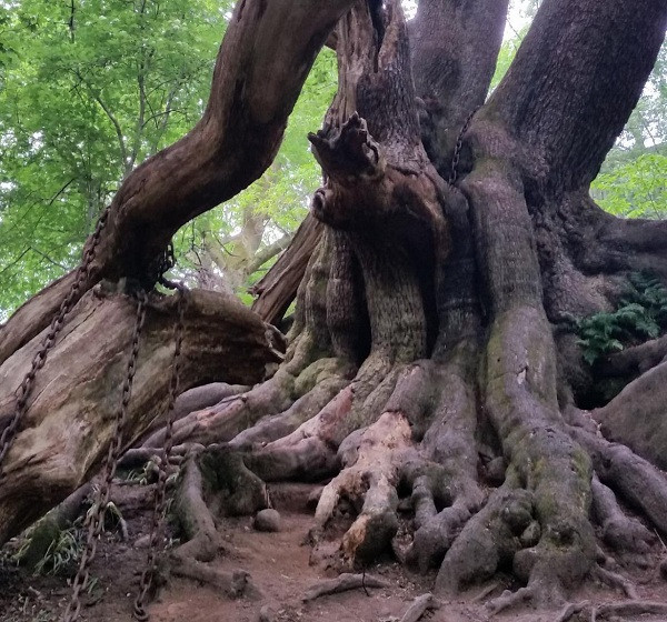 Bị thu hút sự chú ý bởi cái cây to lớn với những đoạn xích rỉ sét bao xung quanh, nhiều du khách không khỏi rợn người khi biết sự thật.
