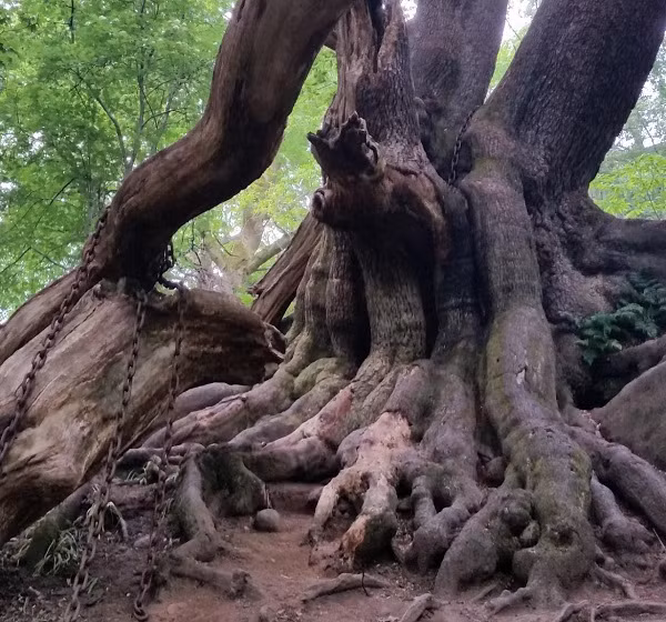 Bị thu hút sự chú ý bởi cái cây to lớn với những đoạn xích rỉ sét bao xung quanh, nhiều du khách không khỏi rợn người khi biết sự thật.
