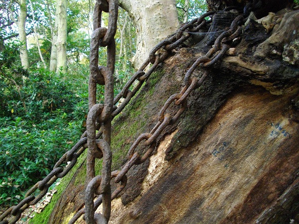 Cảm thấy điều không lành vì cho rằng ''lời nguyền chết chóc'' của người phụ nữ đứng bên cây sồi đã hiệu nghiệm, Bá tước cho người dùng xiềng xích quấn quanh bảo vệ cây, để không cành nào có thể rơi rụng.