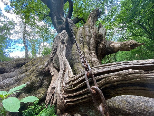 Thời xưa, ông Shrewsbury sống ở khu vực gần làng Alton, thường xuyên di chuyển bằng cỗ xưa ngựa đi lại qua cây sồi này.