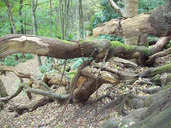 Một ngày, xe ngựa của ông dừng lại chỗ cây sồi vì một phụ nữ ăn xin chặn đường. Người này trông vô cùng tội nghiệp, cầu xin Bá tước cho một ít tiền lẻ.