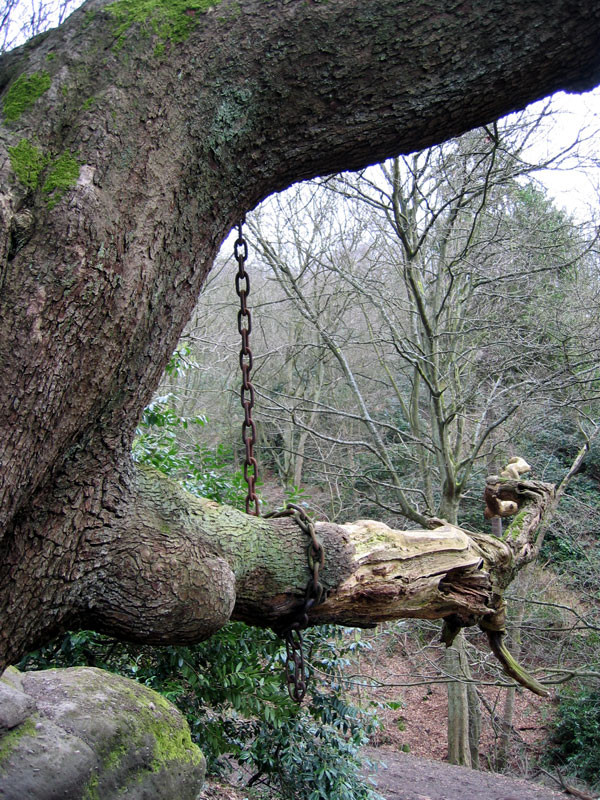 Những tưởng chỉ là một câu nói đùa nhưng ngay đêm hôm ấy khi trở về nhà, Bá tước nhận tin dữ báo một thành viên trong gia đình ông qua đời. Thật trùng hợp, trước đó xuất hiện một trận mưa lớn khiến cành cây trên cây sồi cổ bị gãy và rơi xuống đất.