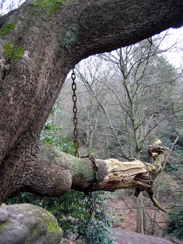 Những tưởng chỉ là một câu nói đùa nhưng ngay đêm hôm ấy khi trở về nhà, Bá tước nhận tin dữ báo một thành viên trong gia đình ông qua đời. Thật trùng hợp, trước đó xuất hiện một trận mưa lớn khiến cành cây trên cây sồi cổ bị gãy và rơi xuống đất.
