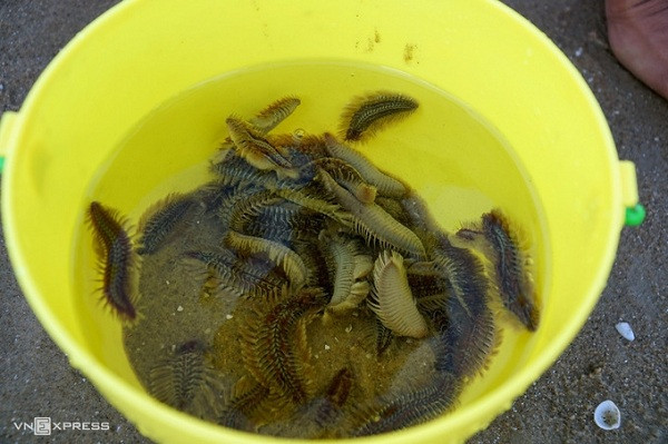 Sâu xuất hiện dày đặc trên các bãi cát, một số bơi lơ lửng, hoặc chui xuống cát, dạt vào bờ kéo dài nhiều km ở biển Bãi Sau. Sự việc xảy ra khiến nhiều người sợ hãi không dám xuống tắm biển. Ảnh: VNE